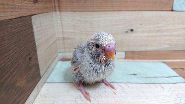 お初でｺﾞｻﾞｲﾏｽ！！セキセイインコ　モーブパイド