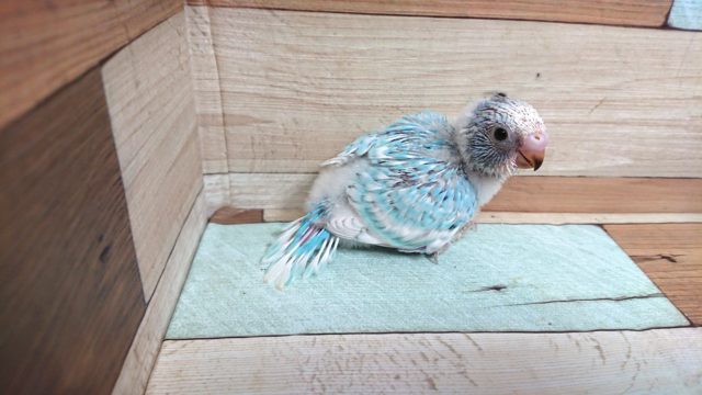人気の手のりインコ～　セキセイインコ　スパングルパイド