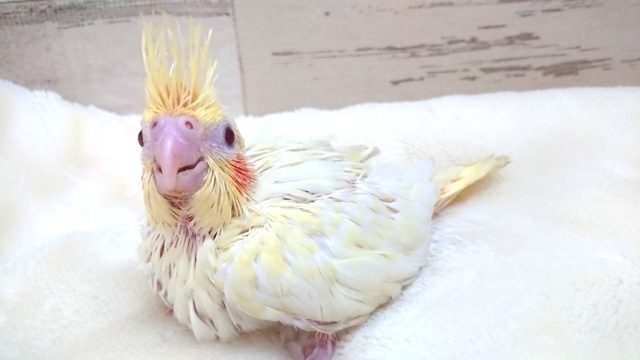 お待たせしましたっ！オカメインコでｺﾞｻﾞｲﾏｽ　ルチノー　2021　９月３０日
