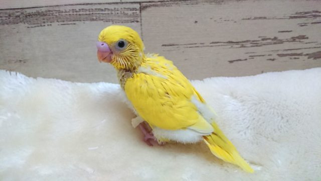 人気ですねっ　黄色の黒目ちゃん♬　セキセイインコ　ダブルファクター　2021　９月３０日