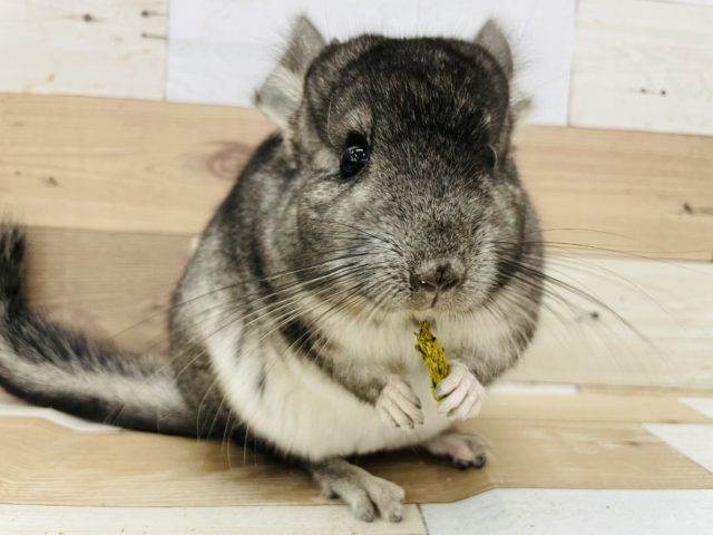 魅力的なガール♥️チンチラちゃん(ノーマル)