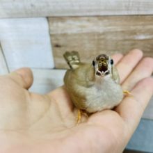 小さな天使♥キンカチョウ(シナモン)