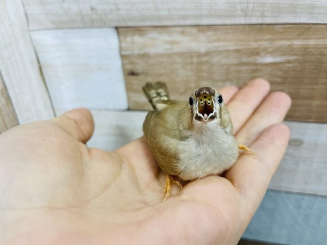 小さな天使♥キンカチョウ(シナモン)