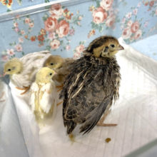 ヒメウズラ・並ウズラ  ヒヨコ   🐤🐤🐤🥚  9月2日