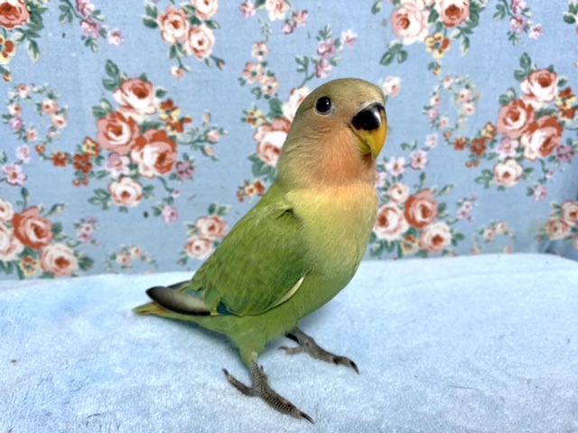 コザクラインコ 色変わり 9月25日