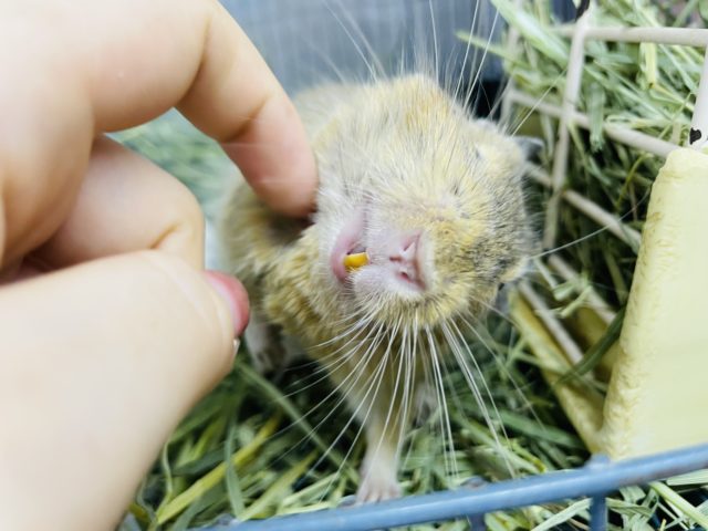 可愛い気分屋くんのスマ〜イル☆サンドデグーくん！