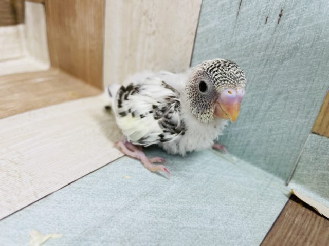 ワタワタポヤポヤ♡セキセイインコヒナ(4色ハルクイン)