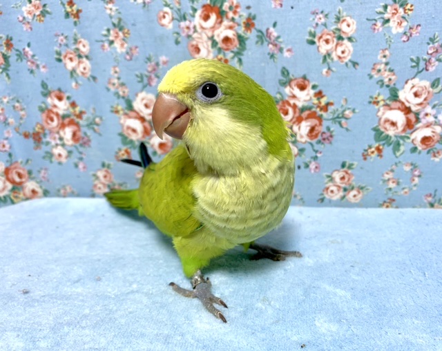 オキナインコ ダークグリーンパリッド 9月14日
