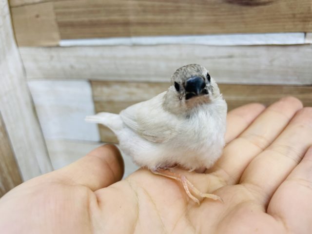 小さな天使♡キンカチョウ(シルバー)