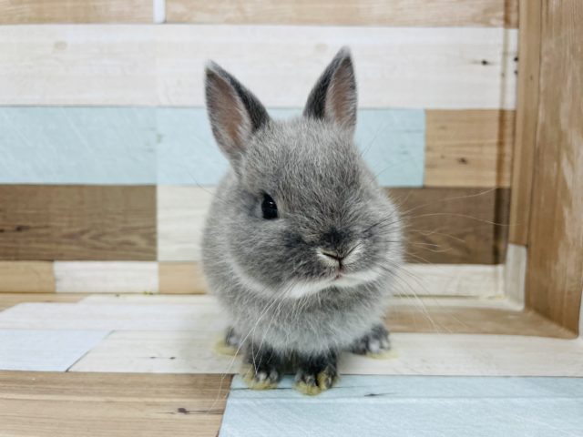 ぽけぇ〜な激かわボーイ♡ネザーランドドワーフくん(ブルーマーチン)