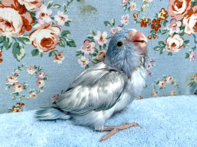 マメルリハ ヘビーパイドパステルコバルト 9月10日