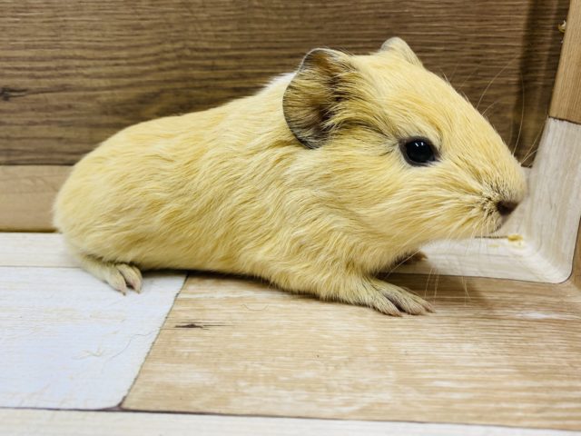 可愛い色合い♪イングリッシュモルモット