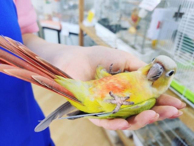 超ホヤホヤ最新画像☆ニギニギコロコロ〜♥ウロコインコヒナ(ダイリュート)