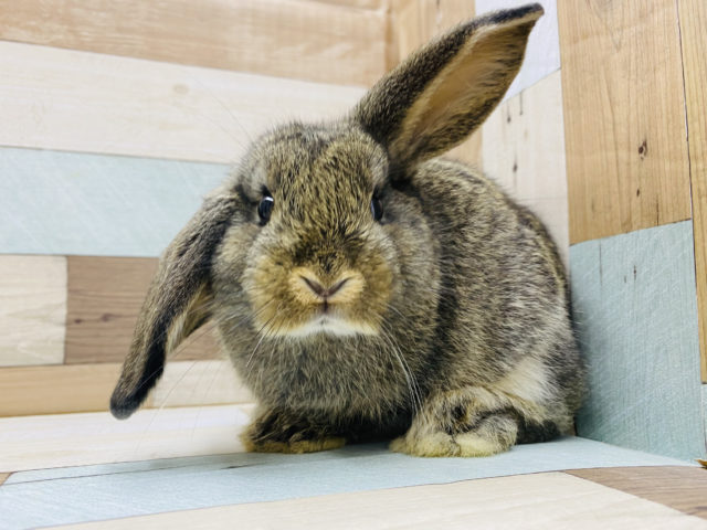 美人さん！ロップイヤーチェスナット！