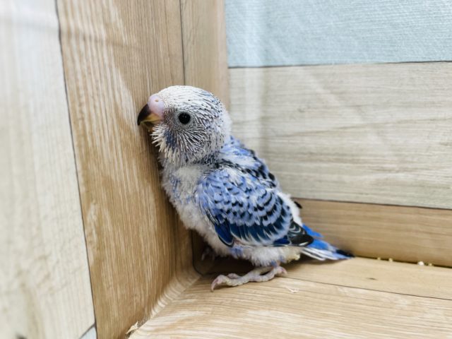 人気のインコさん☆セキセイインコのオパーリンカラー！