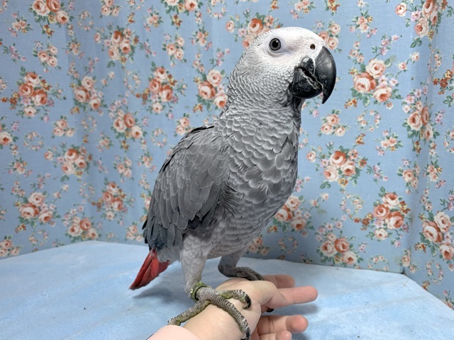 💙ヨウム 男の子💙 7月25日