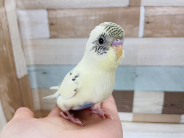超ホヤホヤ最新画像☆綺麗な色合い♪セキセイインコヒナ(4色ハルクイン)