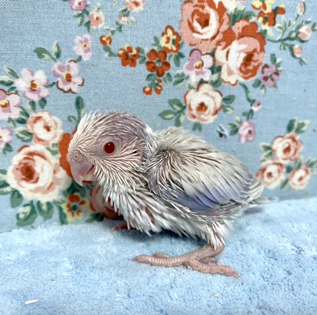 マメルリハ　パイドパステルライラックファロー　男の子　9月20日