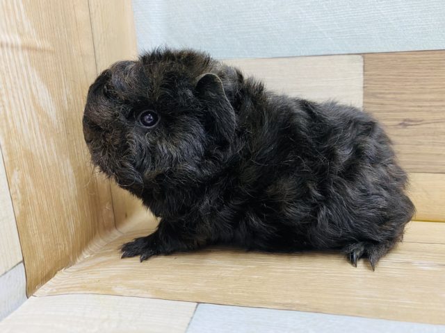 顔が丸っこい♡もふもふな毛並みのテッセルモルモット！