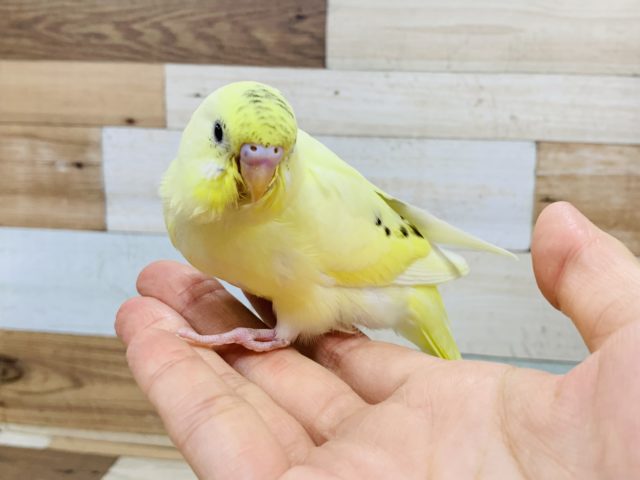 羽が生えそろってきています♪セキセイインコ(クリームハルクイン)☆