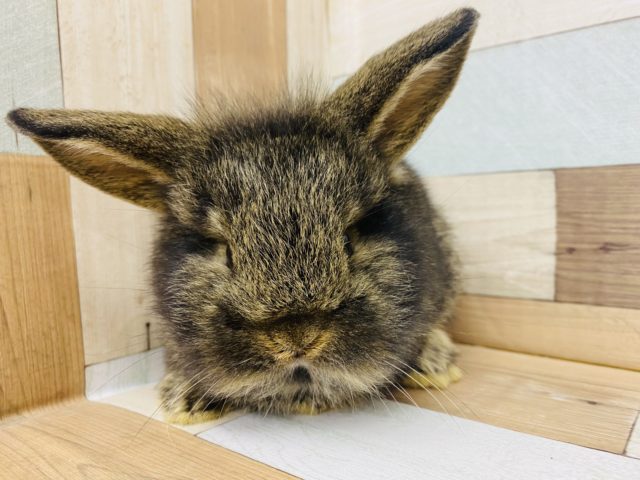 ムチムチボディーのロップちゃん♪