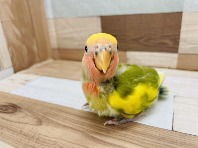 あのぉ…好きです♡コザクラインコヒナ(タイガーチェリー)