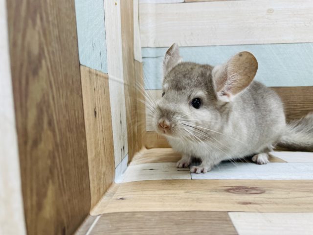 最新画像有り☆モチモチになる予感！？チンチラブロンズカラーの女の子！