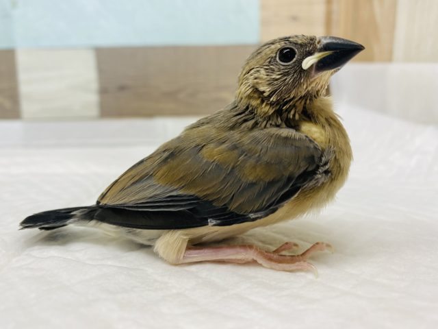 やってきました！馴れますよ〜桜文鳥！