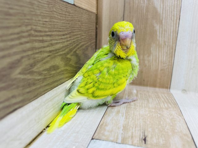 人気のインコさん☆セキセイインコのスパングルカラー！