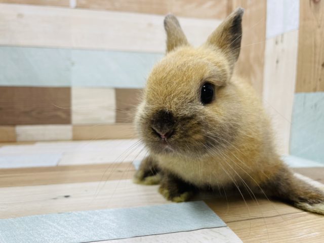 大きさ控えめ！ネザーランドドワーフのトートイズシェルカラー！