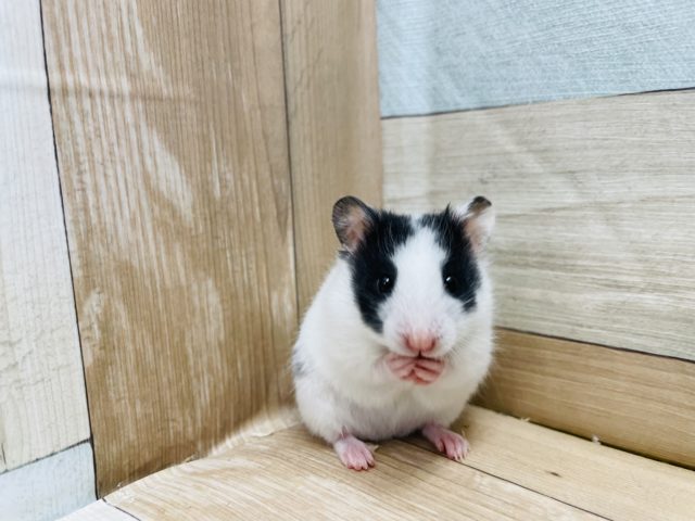 パンダみたいなお顔☆ドミノハムスター男の子