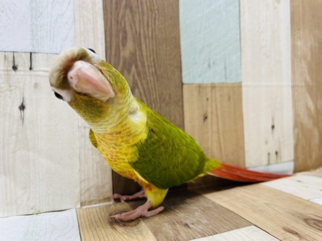 手乗りです☆人が大好きなホオミドリウロコインコ！！