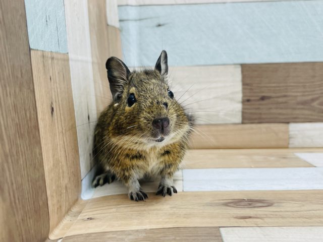 だるまさんがころんだ？？デグーくん！