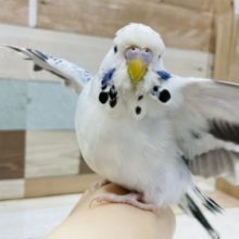 飛ぶよ！？ポーズが激かわ♥ジャンボセキセイインコ！