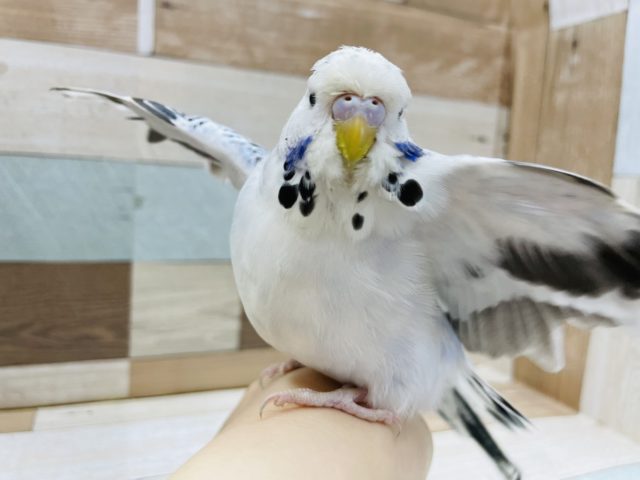 飛ぶよ！？ポーズが激かわ♥ジャンボセキセイインコ！