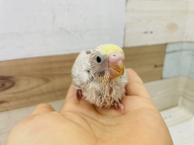 どんな色になるか楽しみ〜♪セキセイインコヒナ(イエローフェイスライラック)