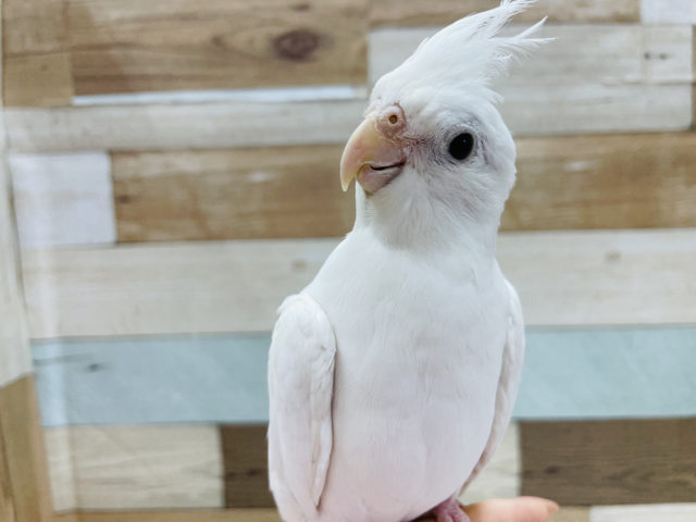 手から降りたくありません…オカメインコ(ピュアホワイト)