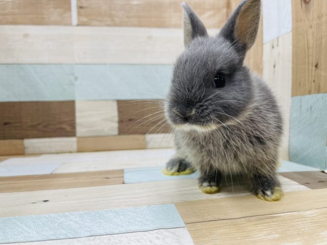 小さいけど元気いっぱい☆ネザーランドドワーフブルーオター！