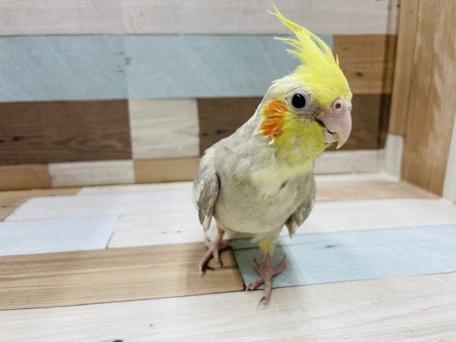 可愛いお顔で寄ってくる♪オカメインコ(シナモンパイド)