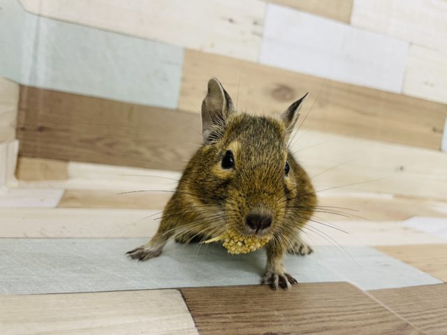 前に来すぎです！！デグーくん★