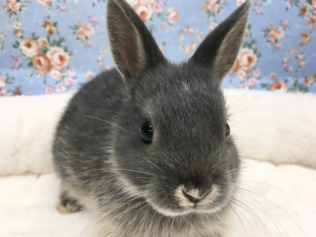 ドワーフラビット(ブルー)女の子　2021年8月生まれ