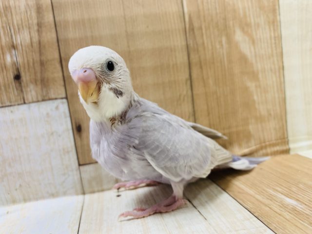 人気沸騰中!!セキセイインコ、ライラックカラー♪