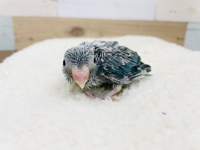 可愛い子がやってきた〜♪マメルリハヒナ(ブルー)