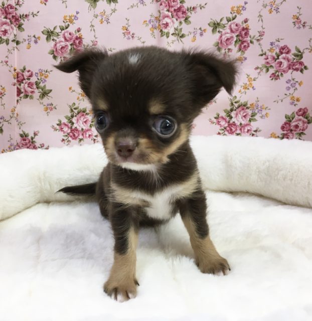 チワワ(チョコレートタン&ホワイト)女の子　2021年7月4日生まれ　入舎！！