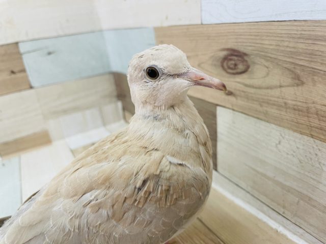 プラケースの上が定位置★ジュズカケバト！