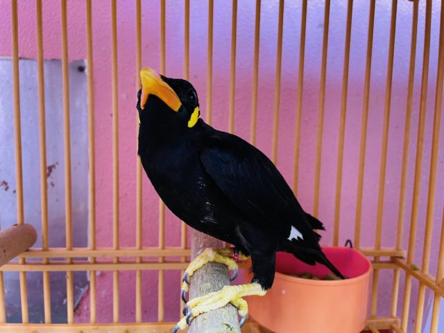 久々入舎しました！九官鳥！