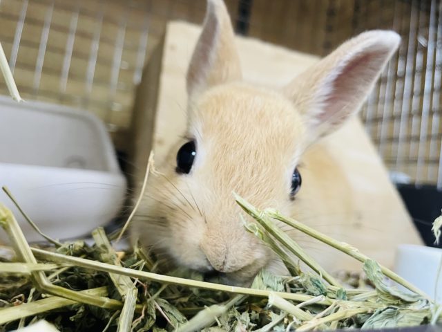 食いしん坊なのが隠せません♥ネザーランドドワーフ(オレンジ)