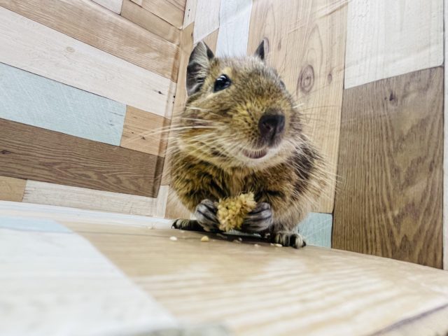 リラックスの寝方が豪快✨デグーくん！