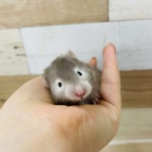 人気のセーブルハムスターくんが来たよ〜♥