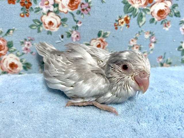 マメルリハ　ヘビーパイドモーヴファロー　男の子　9月20日　